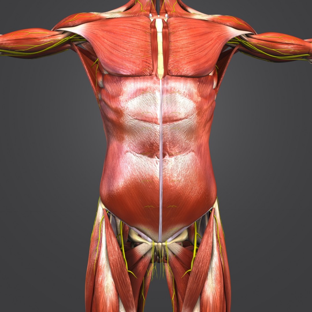 Body muscles nerves skeleton 3D model - TurboSquid 1319788