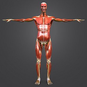 body muscles nerves skeleton 3D model