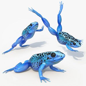 Blue Poison Dart Frog Jump Animated Rigged For Maya 3D model