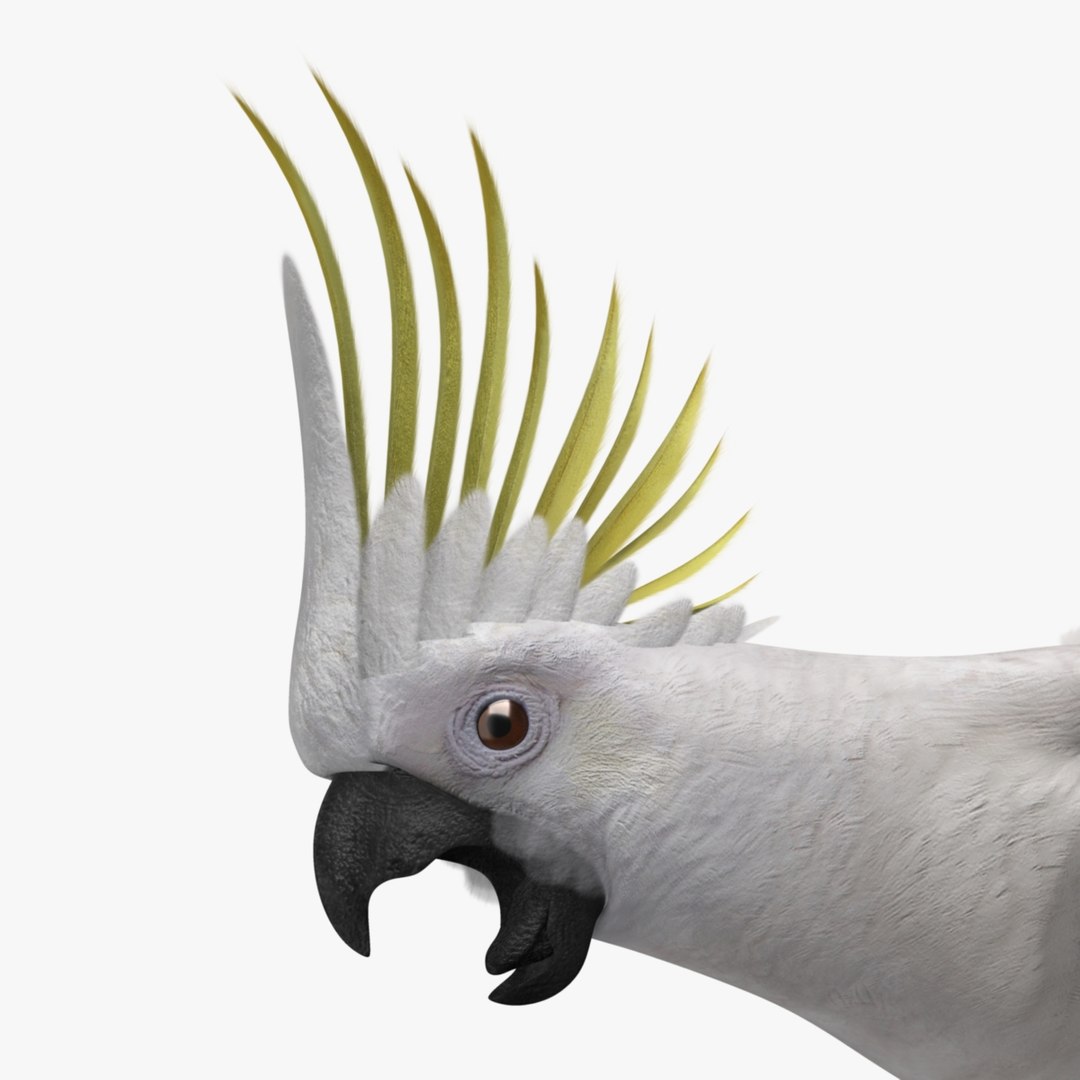 cacatua galerita sulphur-crested cockatoo obj https://p.turbosquid.com/ts-thumb/MS/JX00Gm/ByAudP2c/r03/jpg/1418054049/1920x1080/fit_q87/7d276b4dff762a59766083737d20b618e2d824f3/r03.jpg