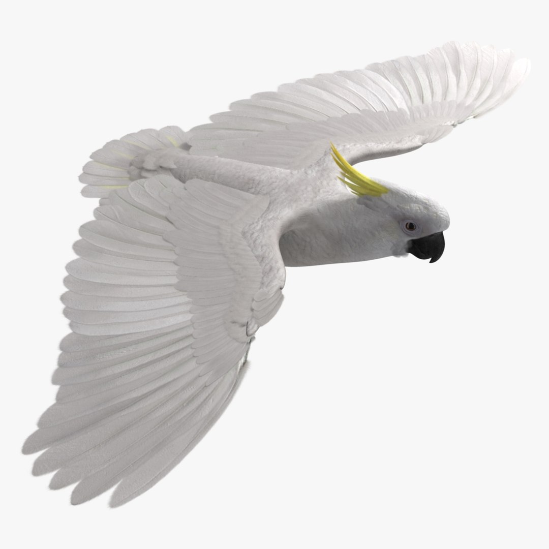 cacatua galerita sulphur-crested cockatoo obj https://p.turbosquid.com/ts-thumb/MS/JX00Gm/GYqxJqzy/r_01/jpg/1418054133/1920x1080/fit_q87/d61eccff23b6c58811638c28bbe5ce68c9de0c4b/r_01.jpg