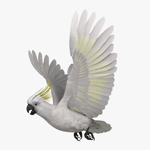 Cacatua Galerita 'Sulphur-crested Cockatoo Parrot'