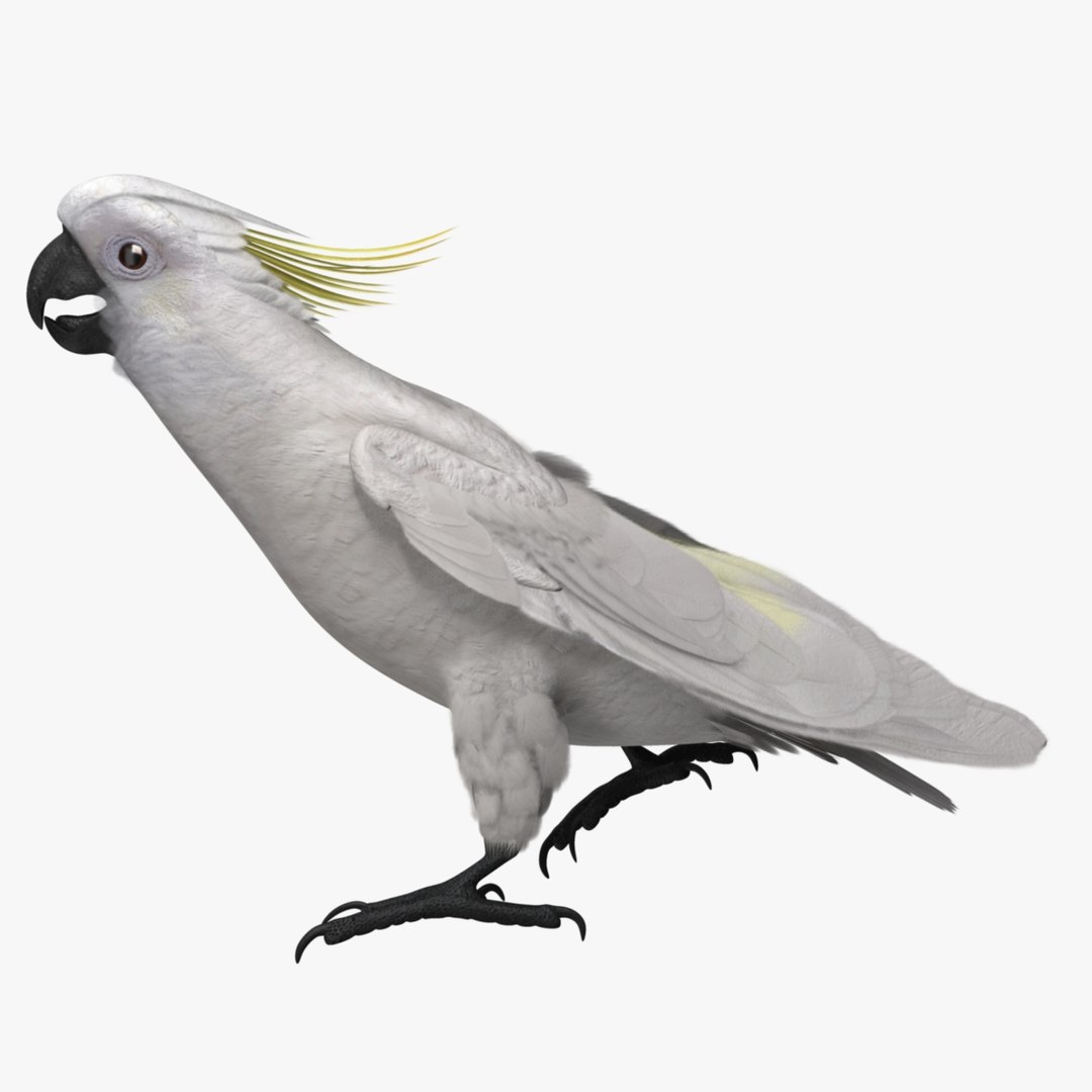 cacatua galerita sulphur-crested cockatoo obj https://p.turbosquid.com/ts-thumb/MS/JX00Gm/NszBuMu1/r_04/jpg/1418054133/1920x1080/fit_q87/86c2315ba101968c9f7e2171754255825f7eea7e/r_04.jpg