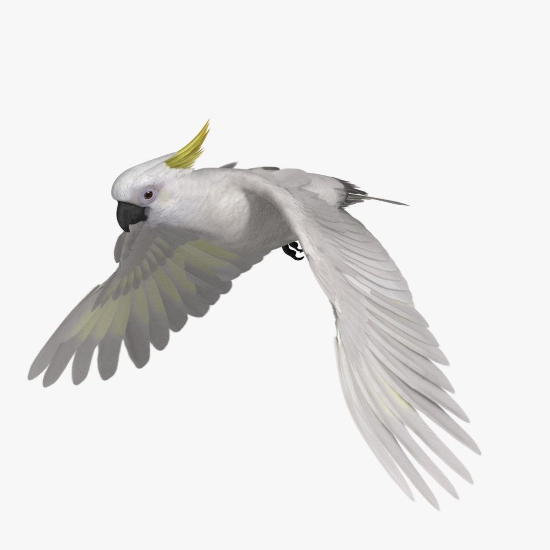 cacatua galerita sulphur-crested cockatoo obj https://p.turbosquid.com/ts-thumb/MS/JX00Gm/YtN2GrVK/r07/jpg/1418054049/1920x1080/fit_q87/7aeb82acfaf412ee3987f26e248315b9c5cf7836/r07.jpg