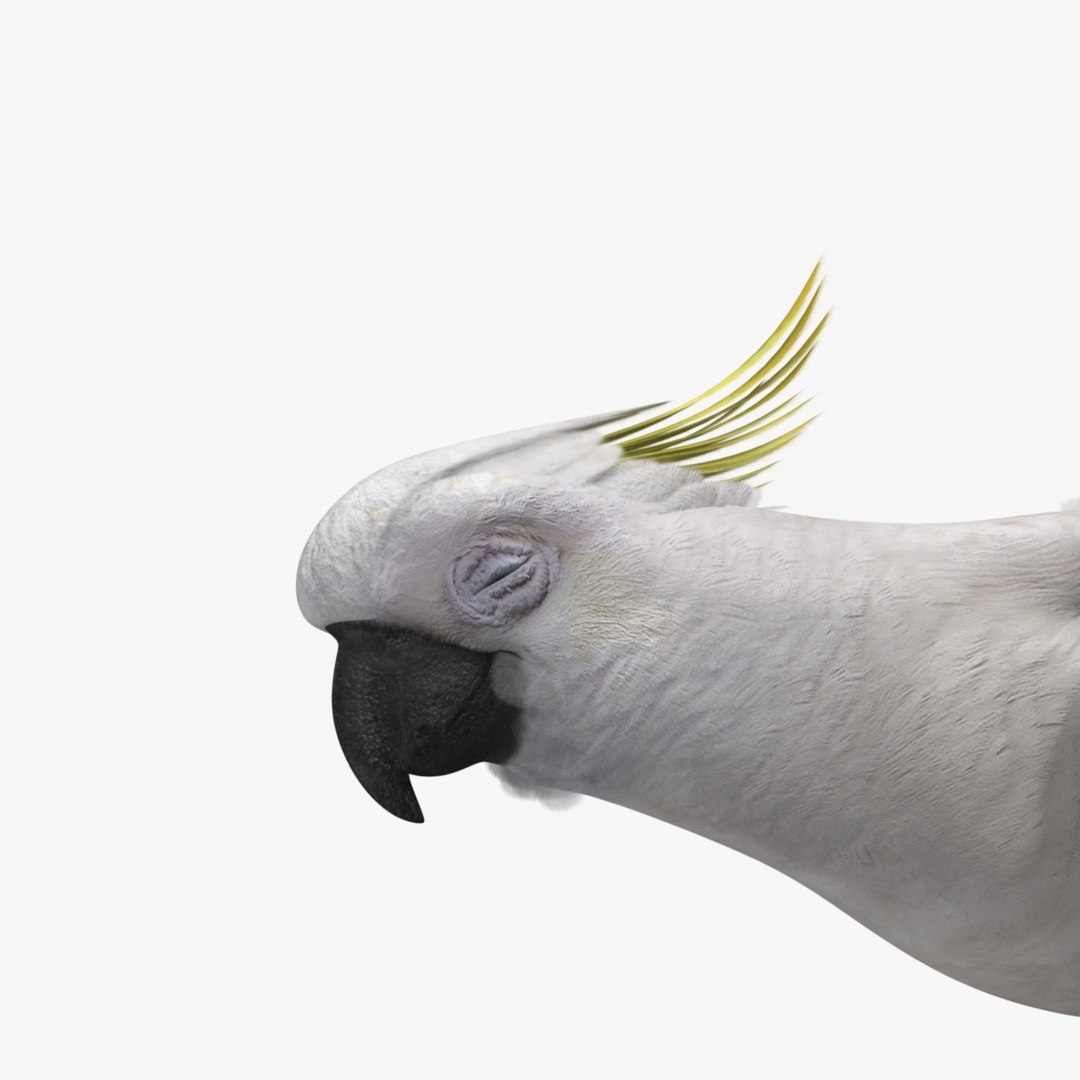 cacatua galerita sulphur-crested cockatoo obj https://p.turbosquid.com/ts-thumb/MS/JX00Gm/c0N1TyRo/r04/jpg/1418054049/1920x1080/fit_q87/45ea0e646c905dd50445df199991e847f899ff58/r04.jpg