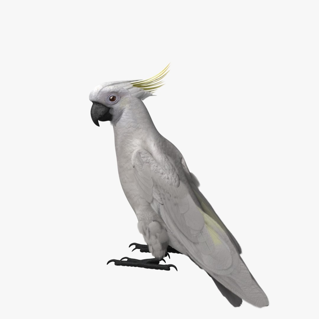 cacatua galerita sulphur-crested cockatoo obj https://p.turbosquid.com/ts-thumb/MS/JX00Gm/jHmraeKW/r06/jpg/1418054049/1920x1080/fit_q87/6d6f7b7535620602b17b81b7aac2fb4853479575/r06.jpg