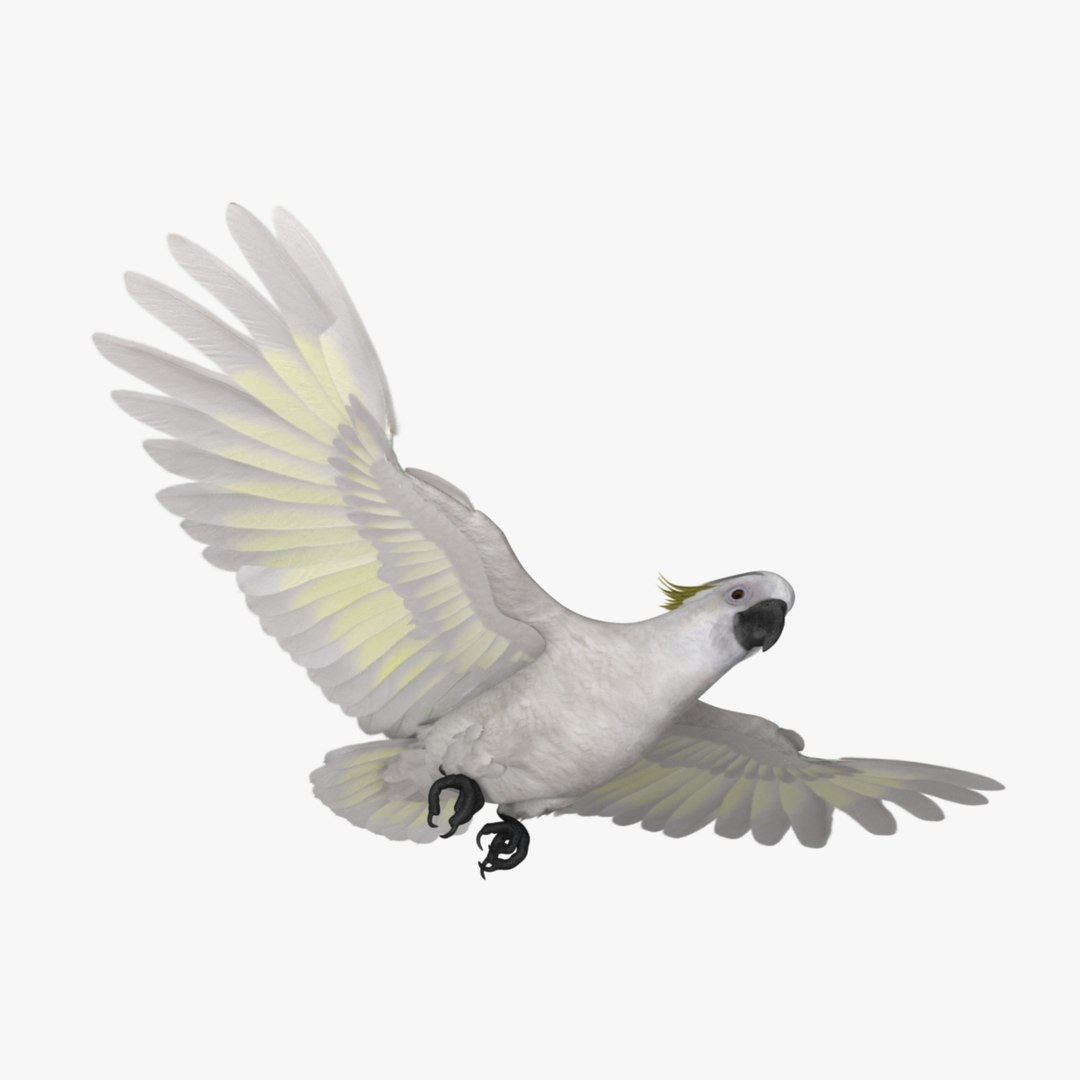 cacatua galerita sulphur-crested cockatoo obj https://p.turbosquid.com/ts-thumb/MS/JX00Gm/twZIdGN8/r08/jpg/1418054049/1920x1080/fit_q87/8ea9c58ed8991a4bf69f244379abaac9711aa070/r08.jpg