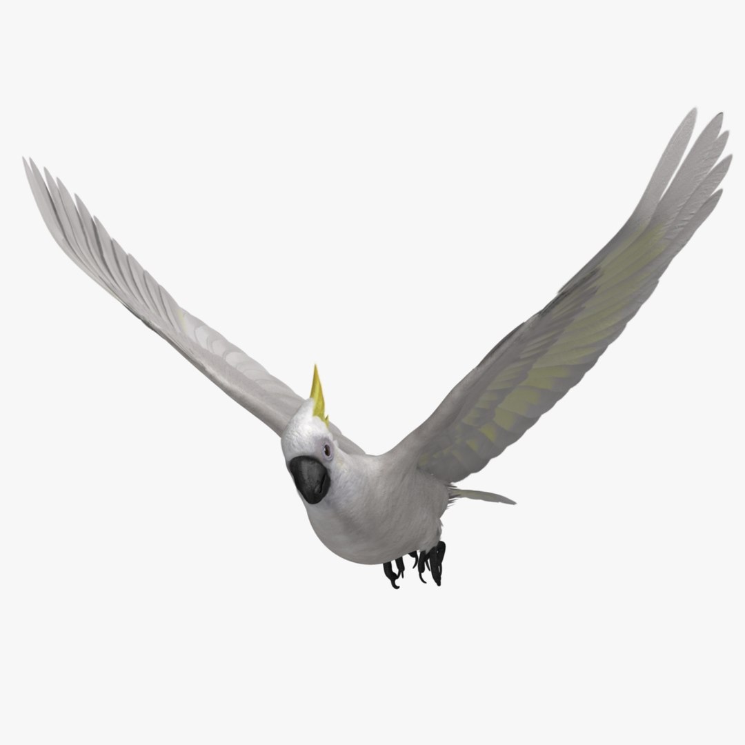 cacatua galerita sulphur-crested cockatoo obj https://p.turbosquid.com/ts-thumb/MS/JX00Gm/zH1mxHYY/r_02/jpg/1418054133/1920x1080/fit_q87/a16dc7a2fc875719a41a997917e90ae702319867/r_02.jpg