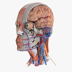 3D human head anatomy model