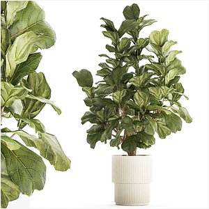 Beautiful little Ficus lyrata tree in a white flower pot 1408