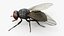 Insect Collection Bee Butterfly Housefly Tarantula 3D model