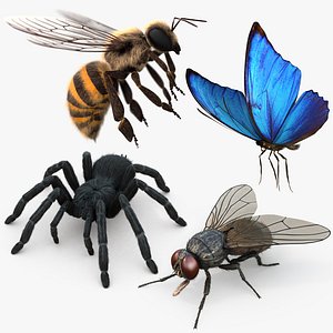 Insect Collection Bee Butterfly Housefly Tarantula