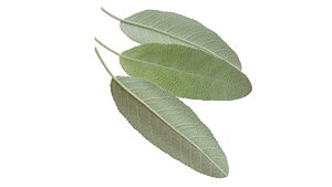 sage leaf 3D model