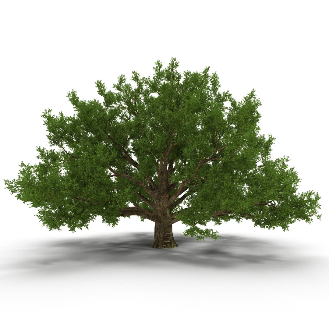 Old White Oak Summer 3D model preview