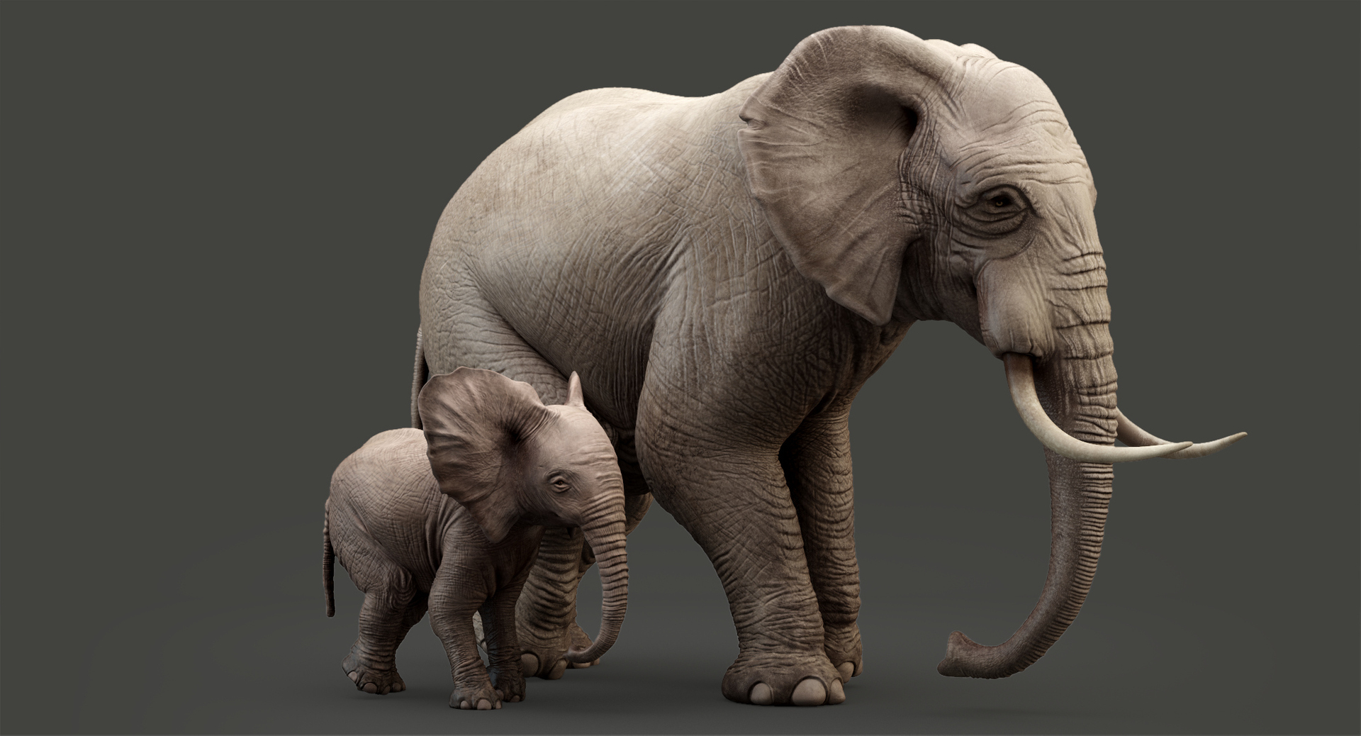 Elephant Short Tusks - 3D Model Animated - PixelBoom