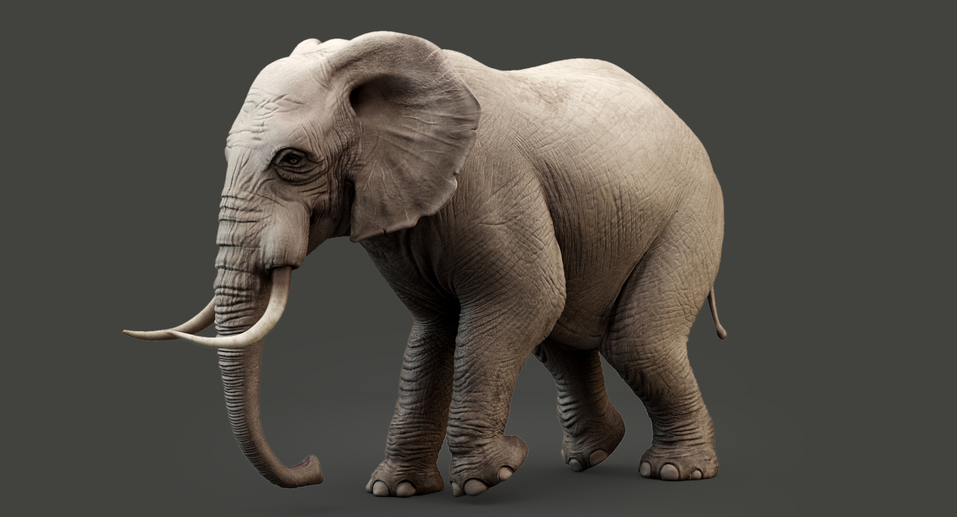 Elephant Short Tusks - 3D Model Animated - PixelBoom