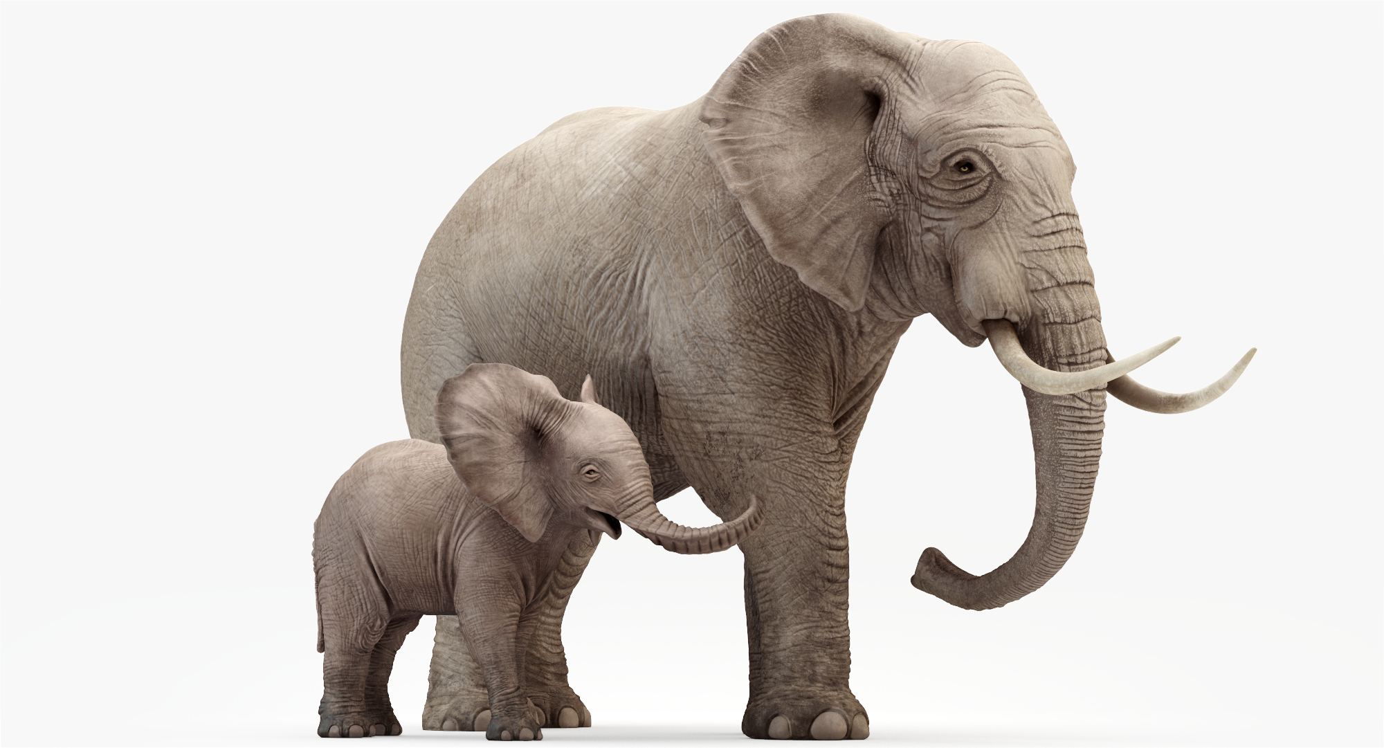 Elephant baby rigging animation 3D model - TurboSquid 1391456