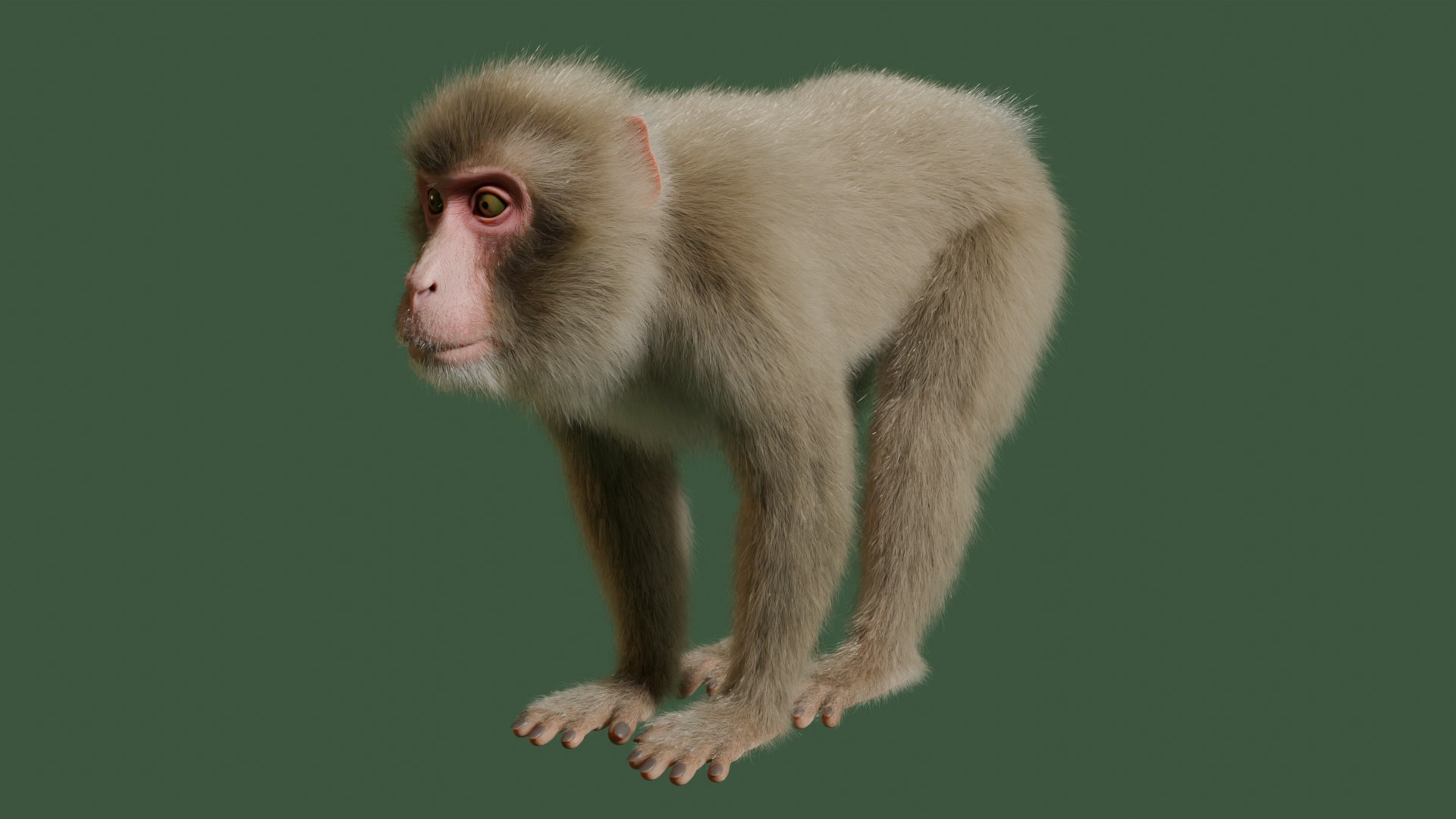 3D Wild Monkey Model - TurboSquid 2293351