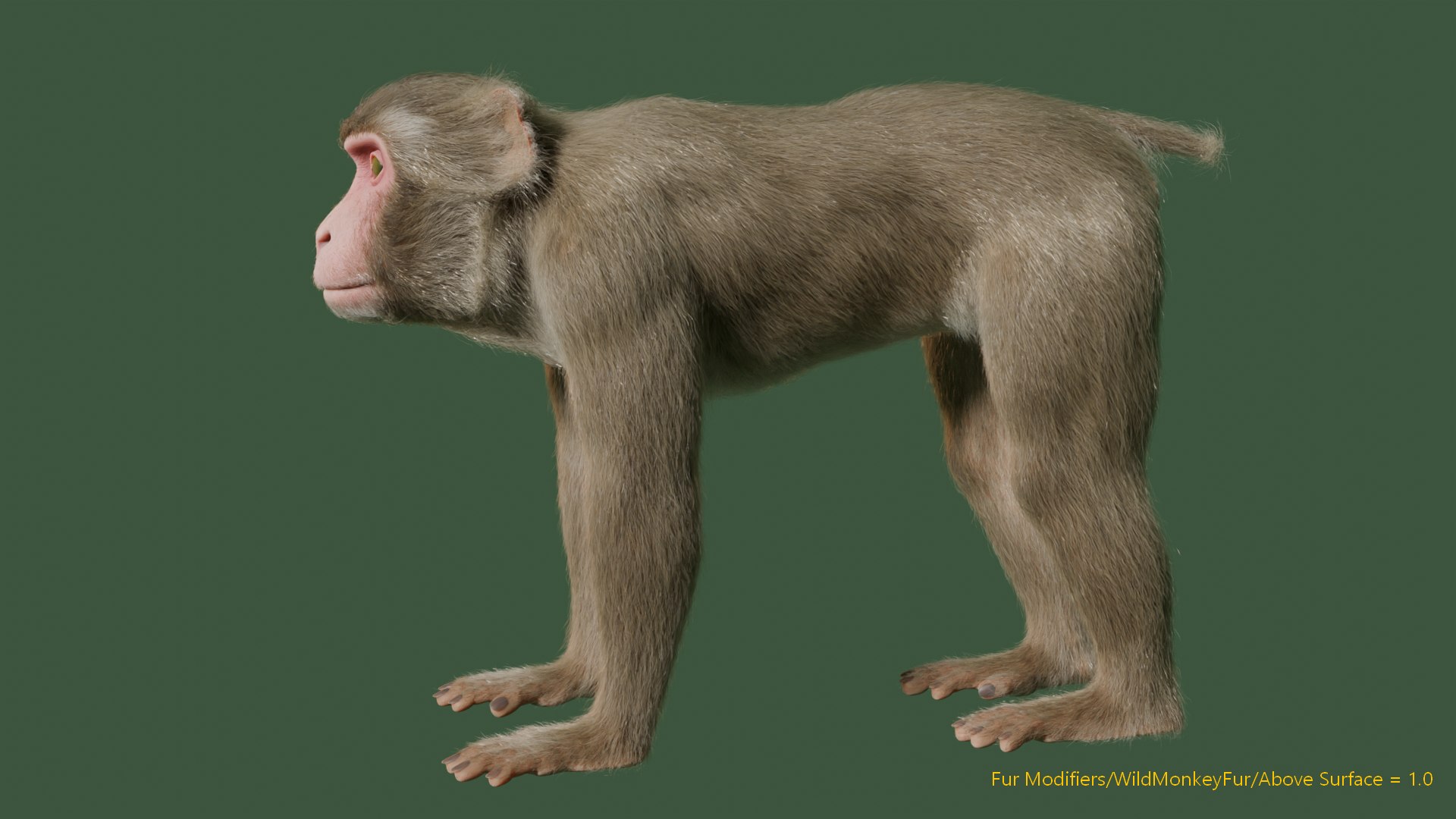 3D Wild Monkey Model - TurboSquid 2293351