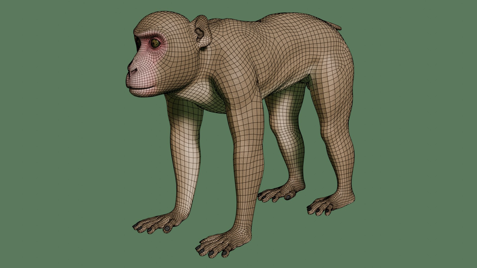 3D Wild Monkey Model - TurboSquid 2293351