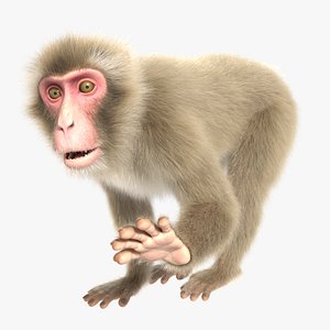 3D Wild Monkey model