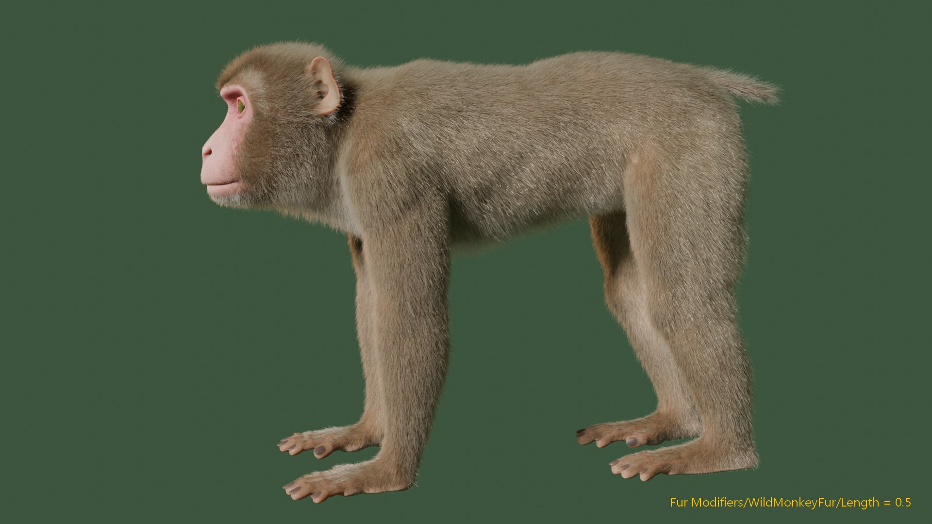 3D Wild Monkey Model - TurboSquid 2293351