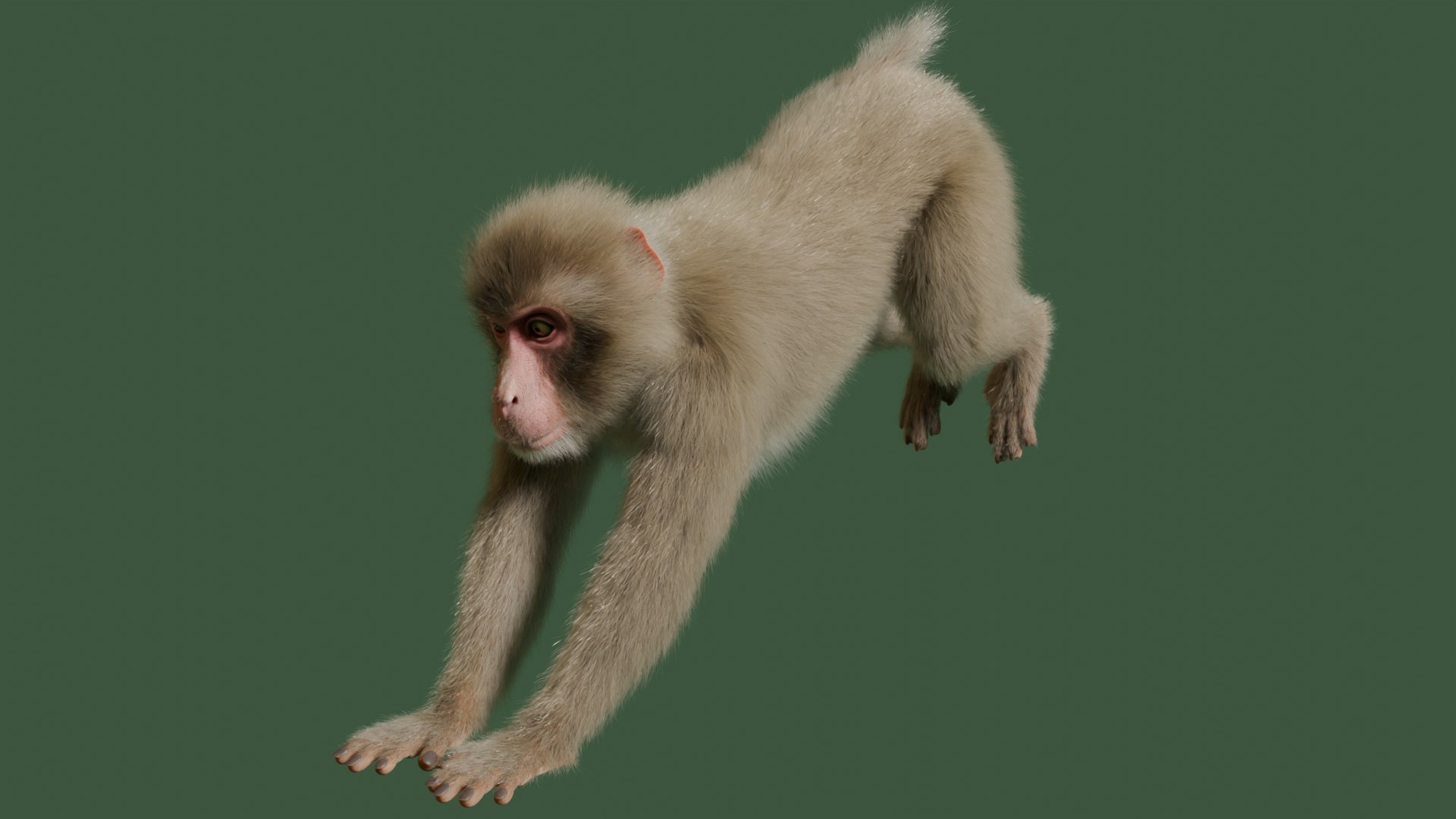 3D Wild Monkey Model - TurboSquid 2293351