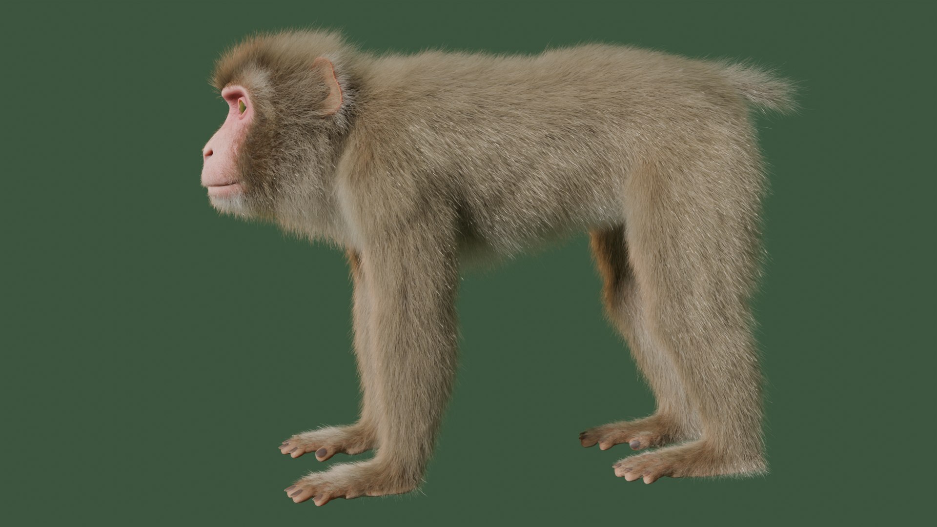 3D Wild Monkey Model - TurboSquid 2293351
