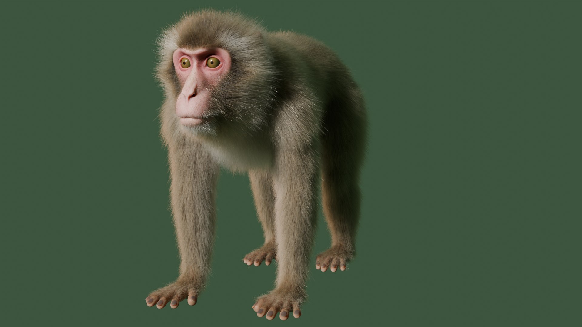 3D Wild Monkey Model - TurboSquid 2293351