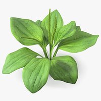Realistic Broadleaf Plantain Plant