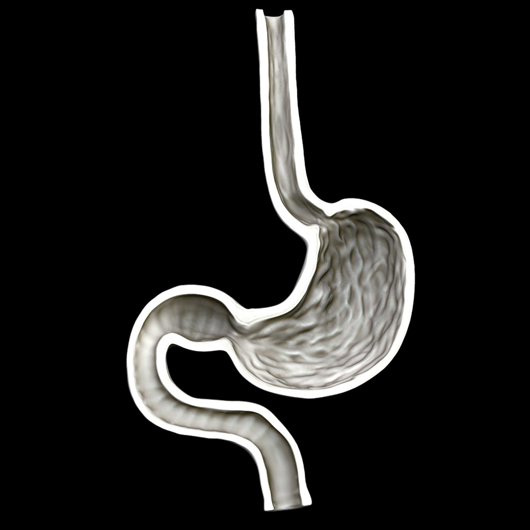 3D Stomach Anatomy Organ - TurboSquid 1638191