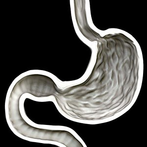 3D stomach anatomy organ