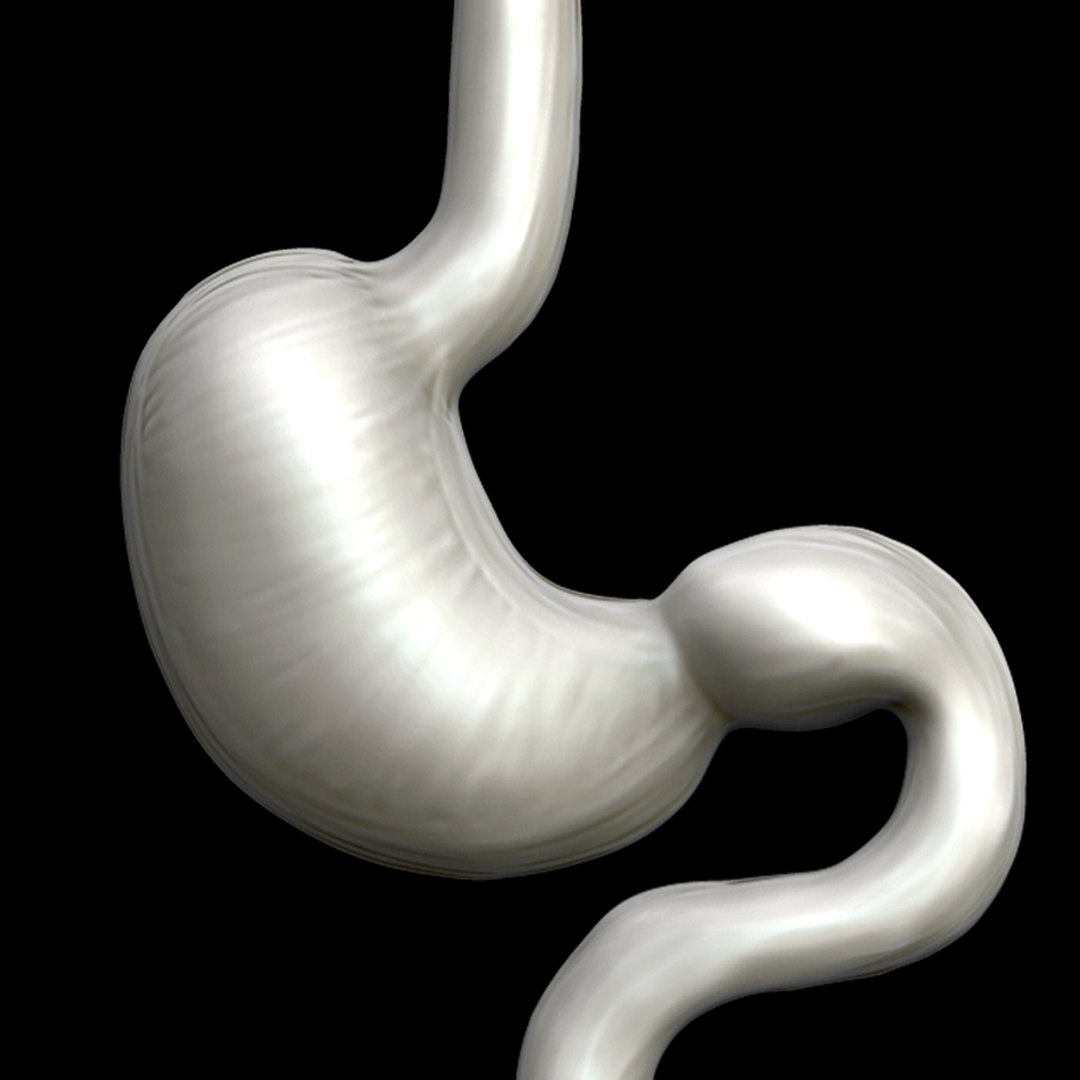 3d Stomach Anatomy Organ - Turbosquid 1638191