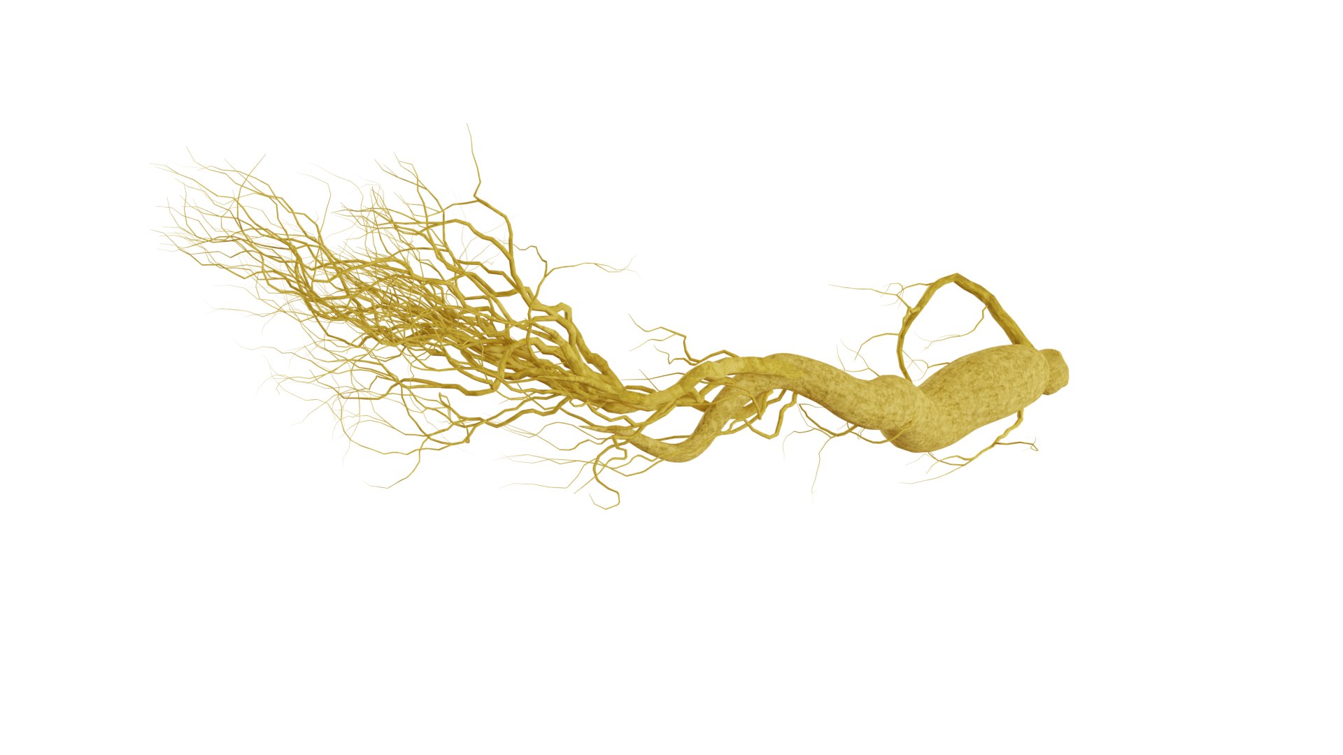3D model root ginseng https://p.turbosquid.com/ts-thumb/MT/nPDhml/Aa/9/png/1612538959/1920x1080/fit_q87/645fa268977b6b74dc94cacec521ac4d9c89ed1b/9.jpg