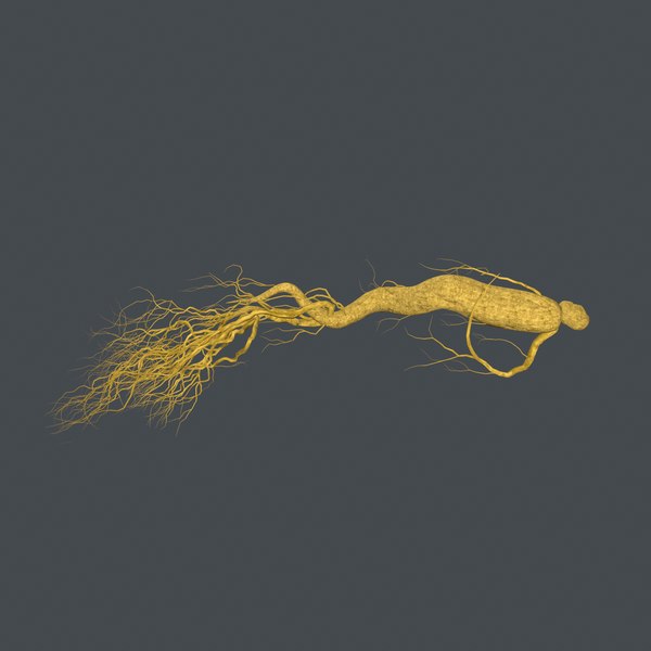 3D model root ginseng