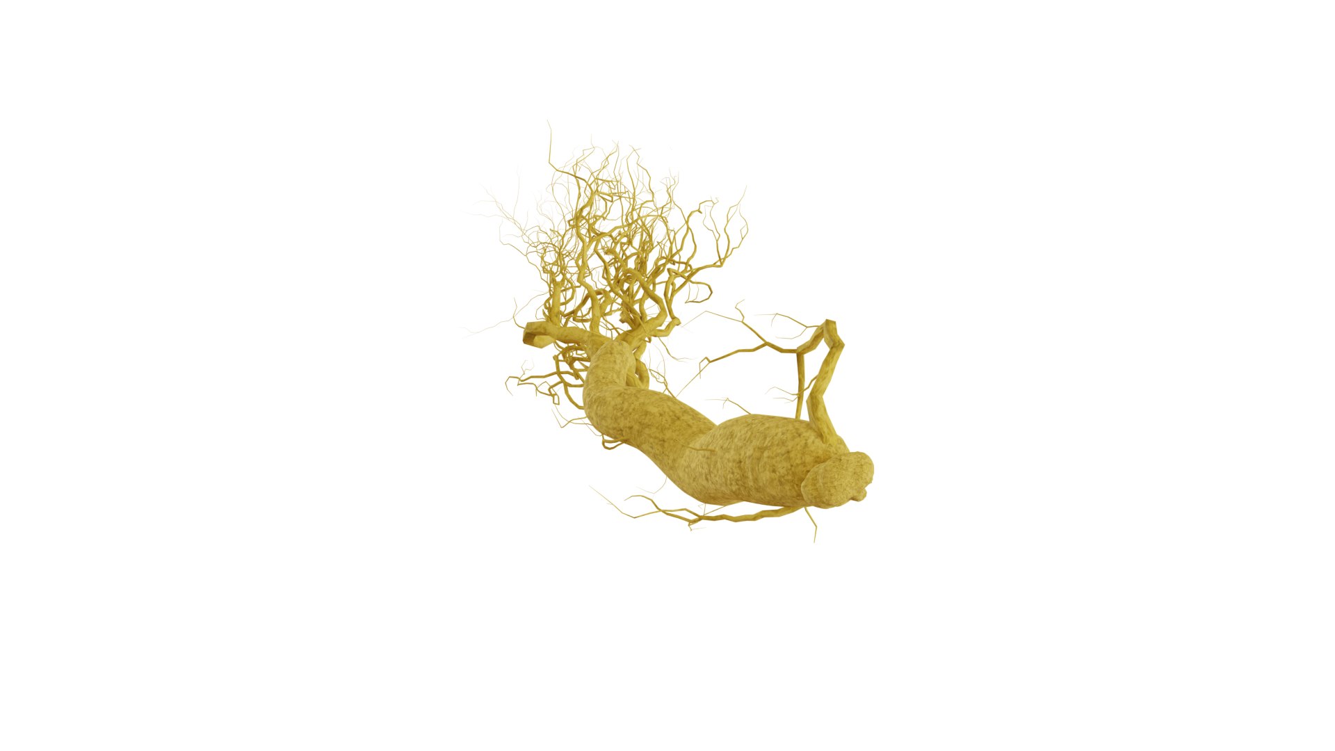 3D model root ginseng https://p.turbosquid.com/ts-thumb/MT/nPDhml/dI/10/png/1612538963/1920x1080/fit_q87/8a337d36999e53f404877308a24894f952970d7c/10.jpg