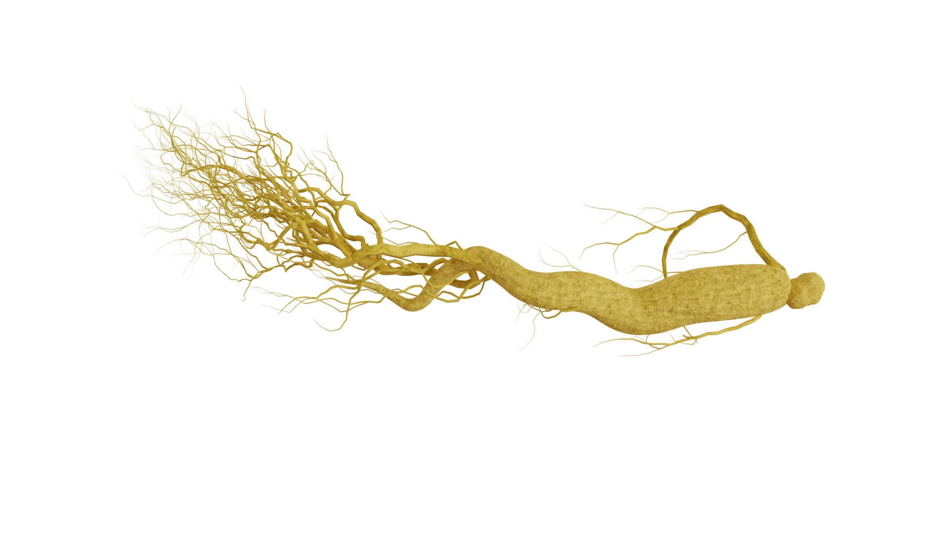 3D model root ginseng https://p.turbosquid.com/ts-thumb/MT/nPDhml/rF/8/png/1612538956/1920x1080/fit_q87/05c5b914dc380d87dcb22c761a37ed85652c69a4/8.jpg