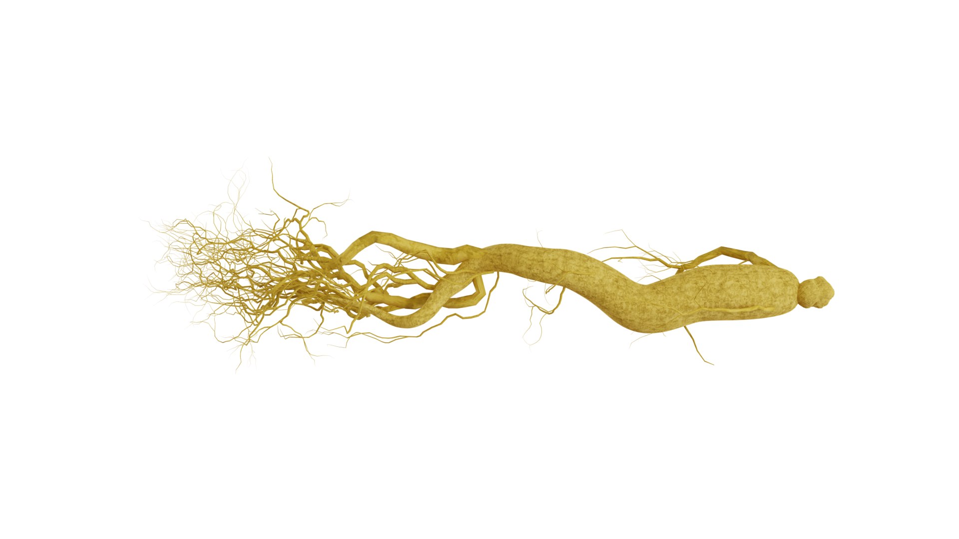 3D model root ginseng https://p.turbosquid.com/ts-thumb/MT/nPDhml/rN/7/png/1612538956/1920x1080/fit_q87/f43ea068fcac2f4c3bb06c02aea4550012a30c57/7.jpg
