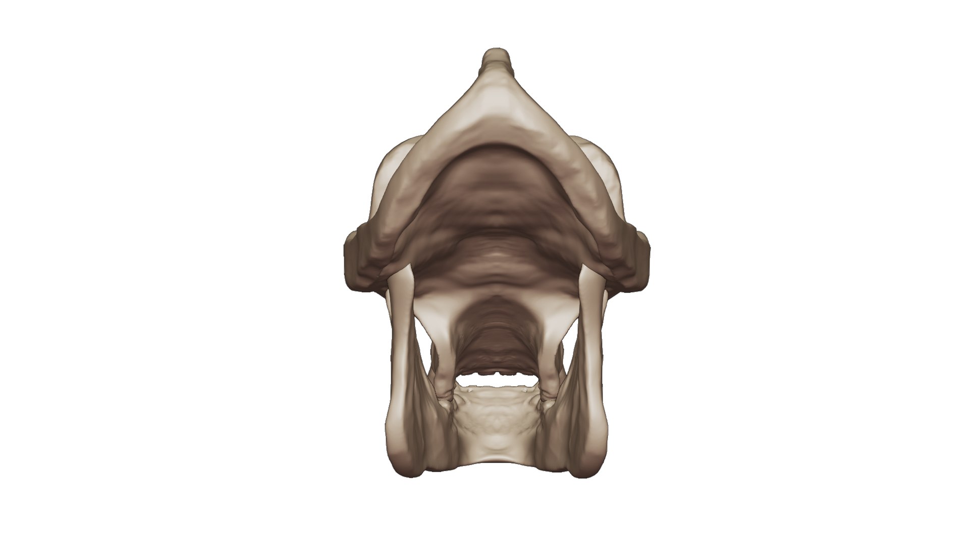 3D Gorilla Skull 3D Print Model - TurboSquid 2200971