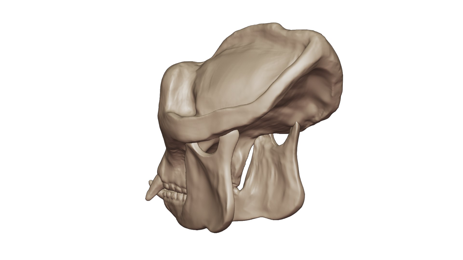 3D Gorilla Skull 3D Print Model - TurboSquid 2200971