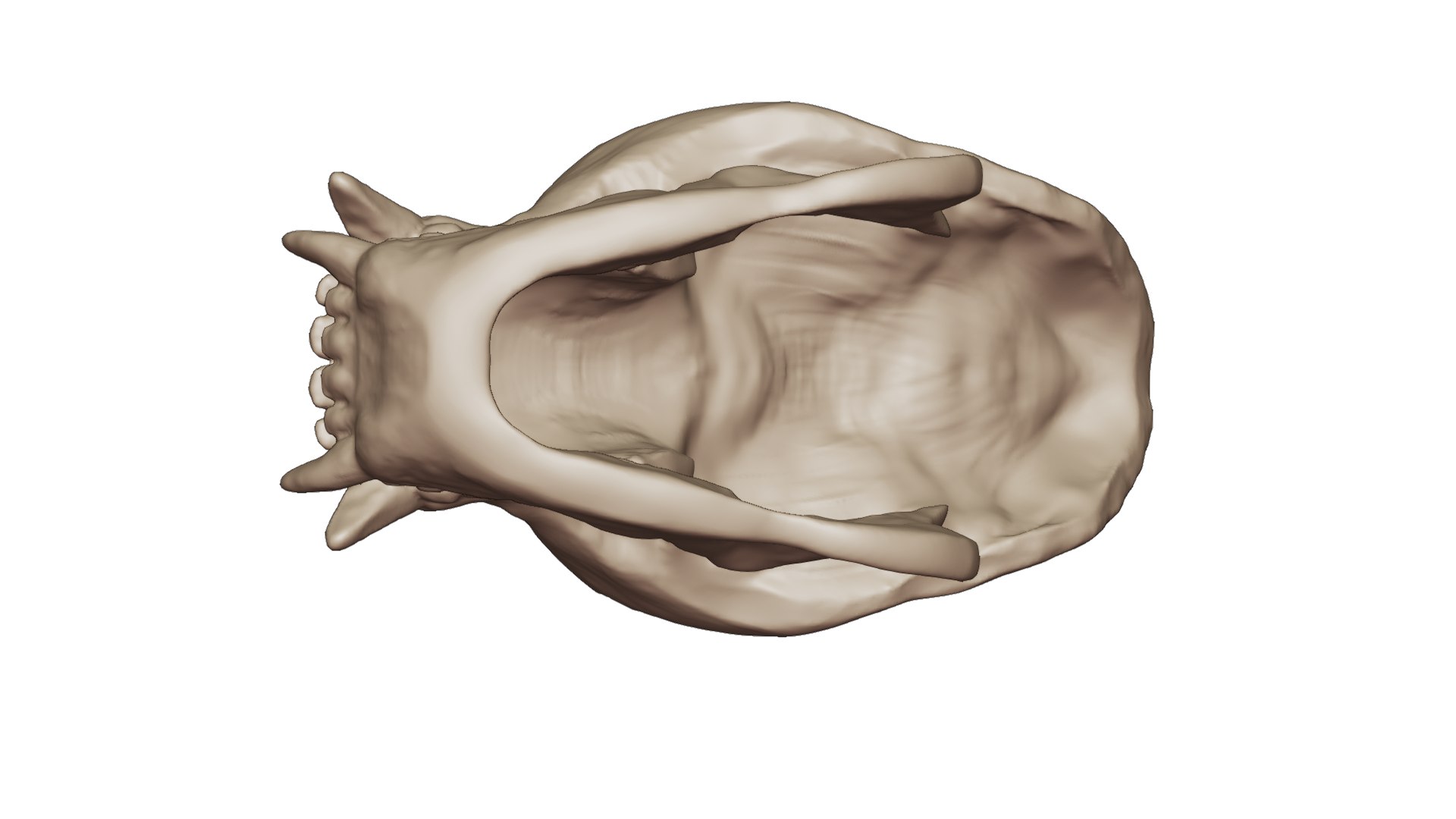 3D Gorilla Skull 3D Print Model - TurboSquid 2200971