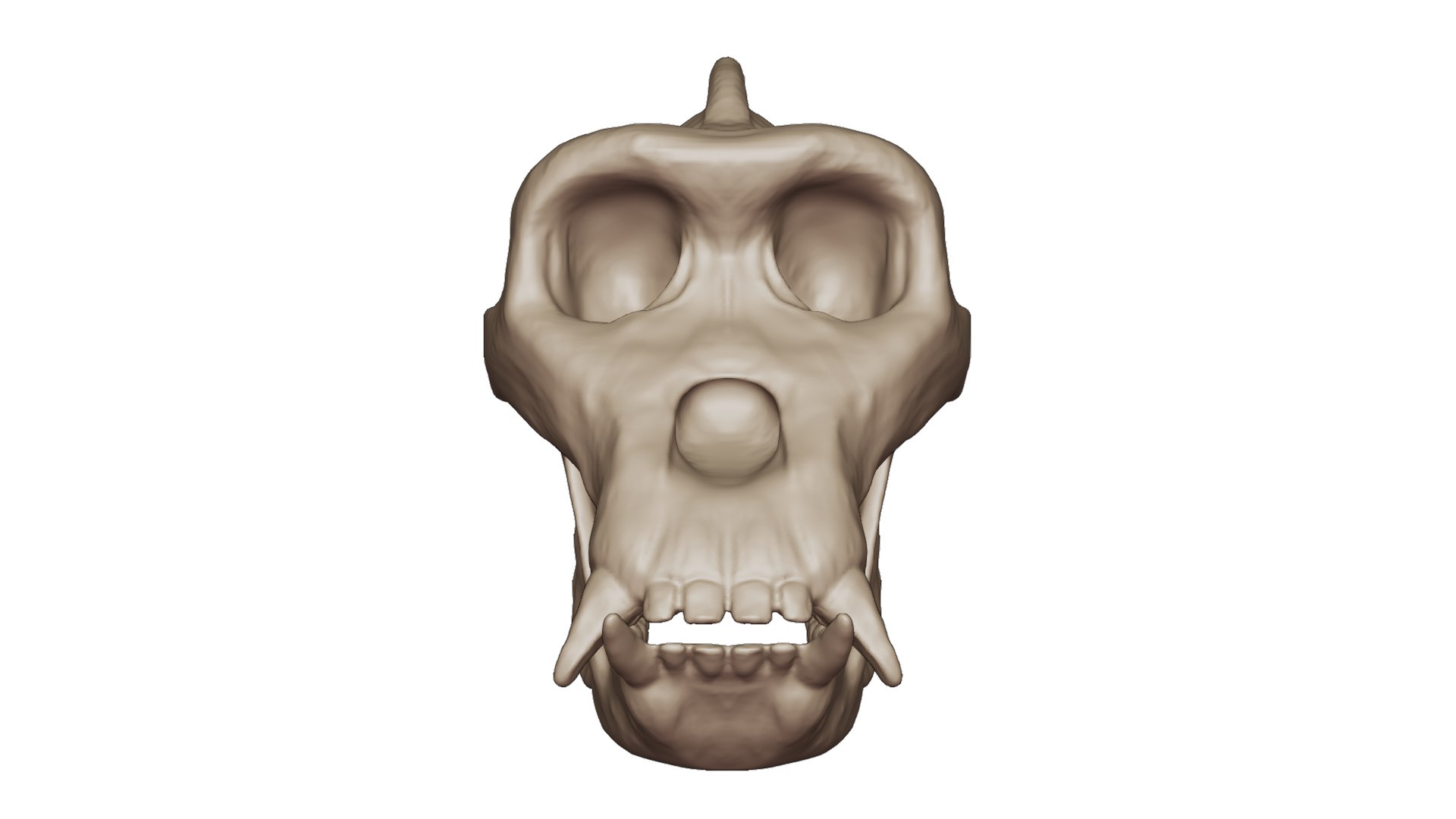 3D Gorilla Skull 3D Print Model - TurboSquid 2200971