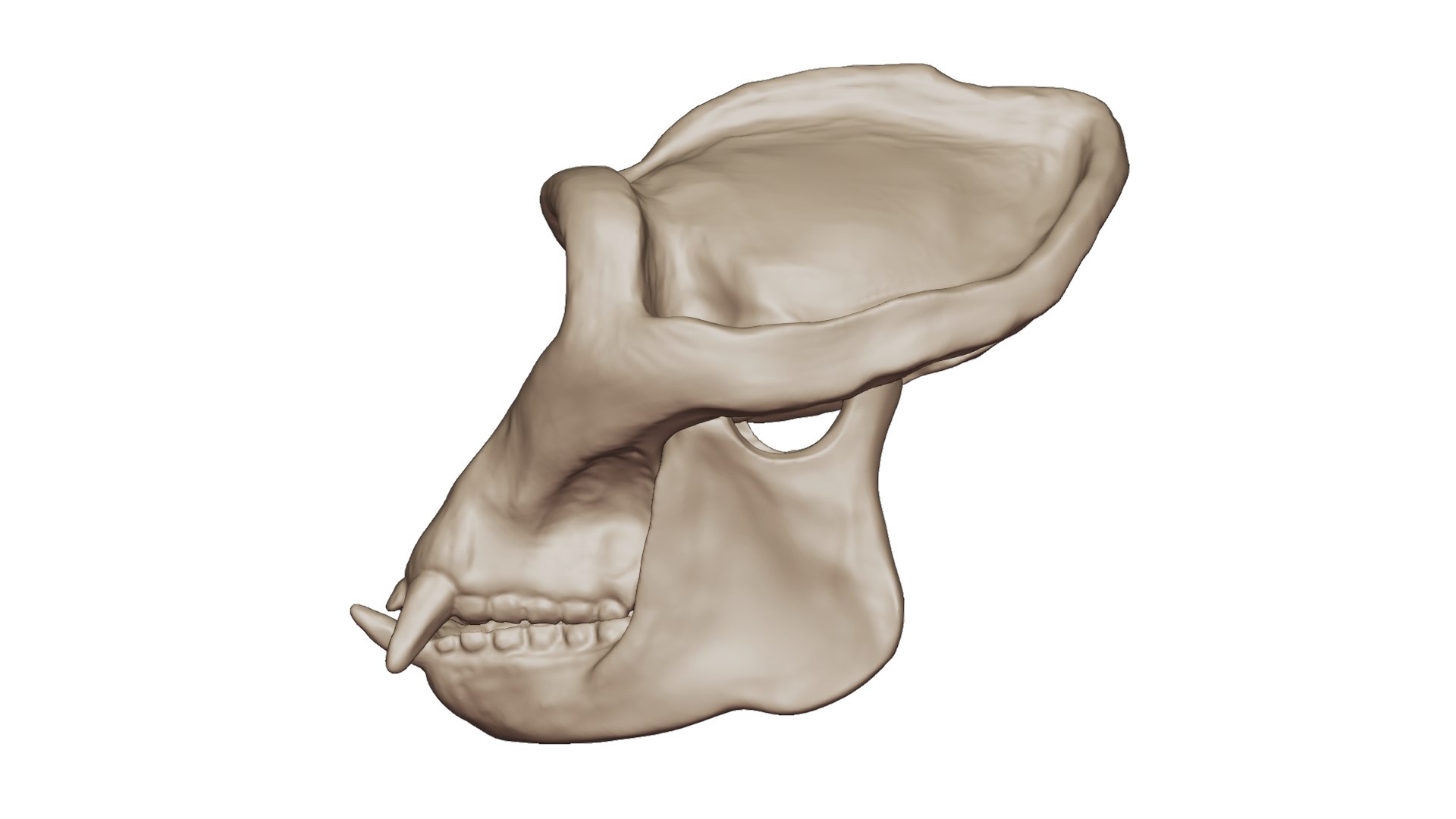3D Gorilla Skull 3D Print Model - TurboSquid 2200971