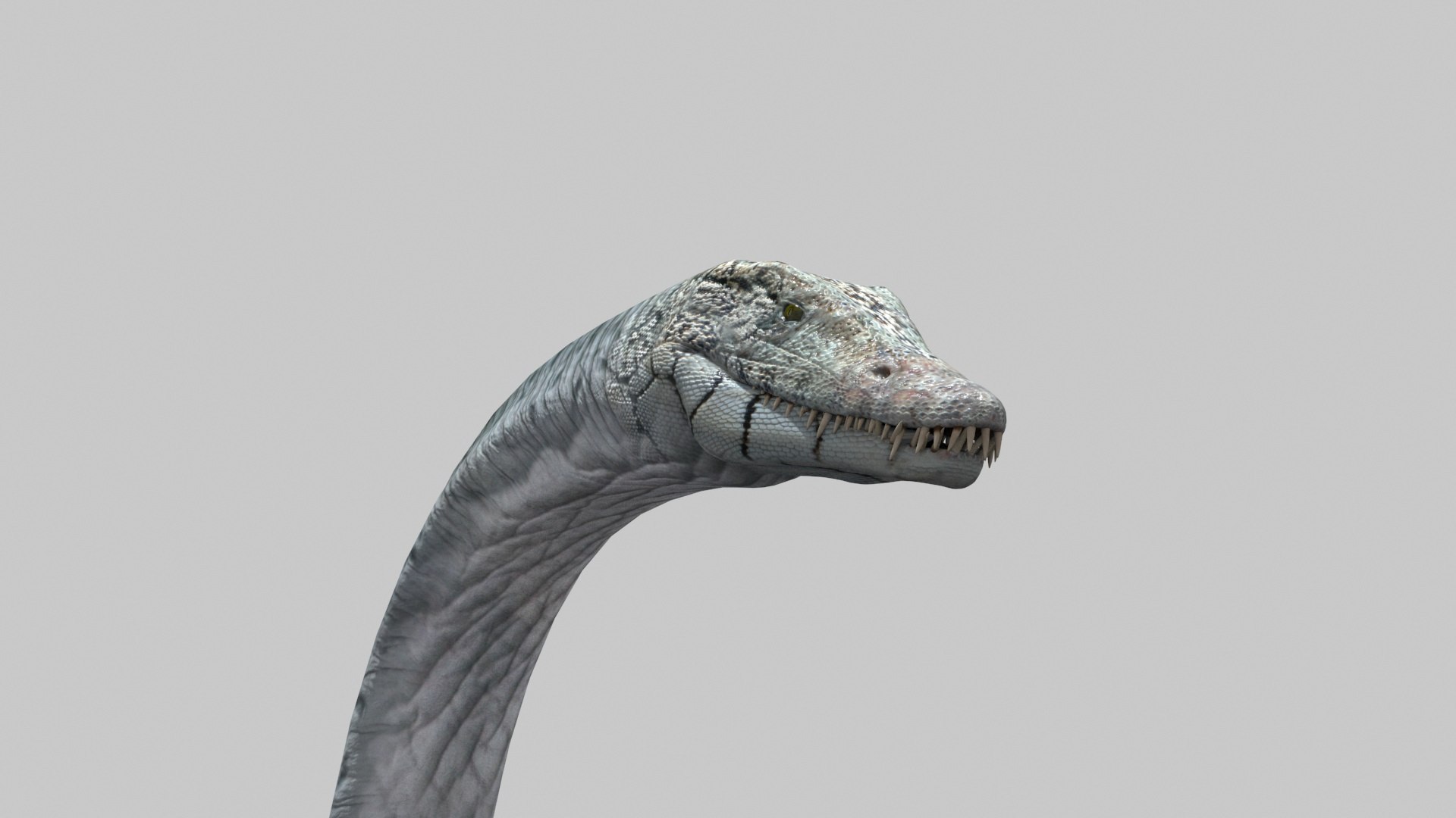 Real Plesiosaur Elasmosaur - 8K 3D model https://p.turbosquid.com/ts-thumb/MU/3virp7/39/17/jpg/1715714086/1920x1080/fit_q87/b4408bff1b47130022349f986f38fc066e65f711/17.jpg