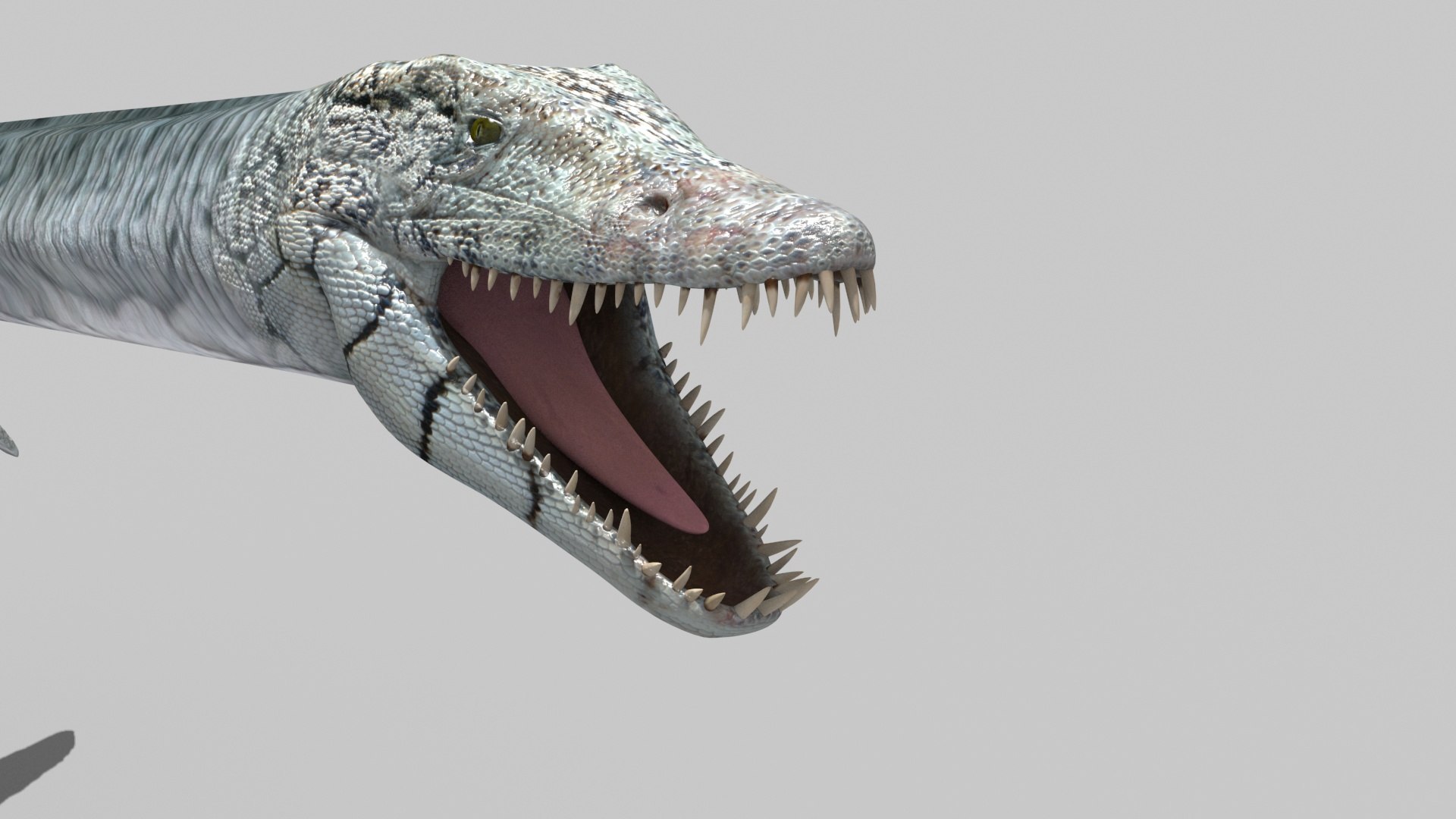 Real Plesiosaur Elasmosaur - 8K 3D model https://p.turbosquid.com/ts-thumb/MU/3virp7/BV/6/jpg/1715714081/1920x1080/fit_q87/21f56995de6dfcdd17237f8e6619c43b297205b1/6.jpg
