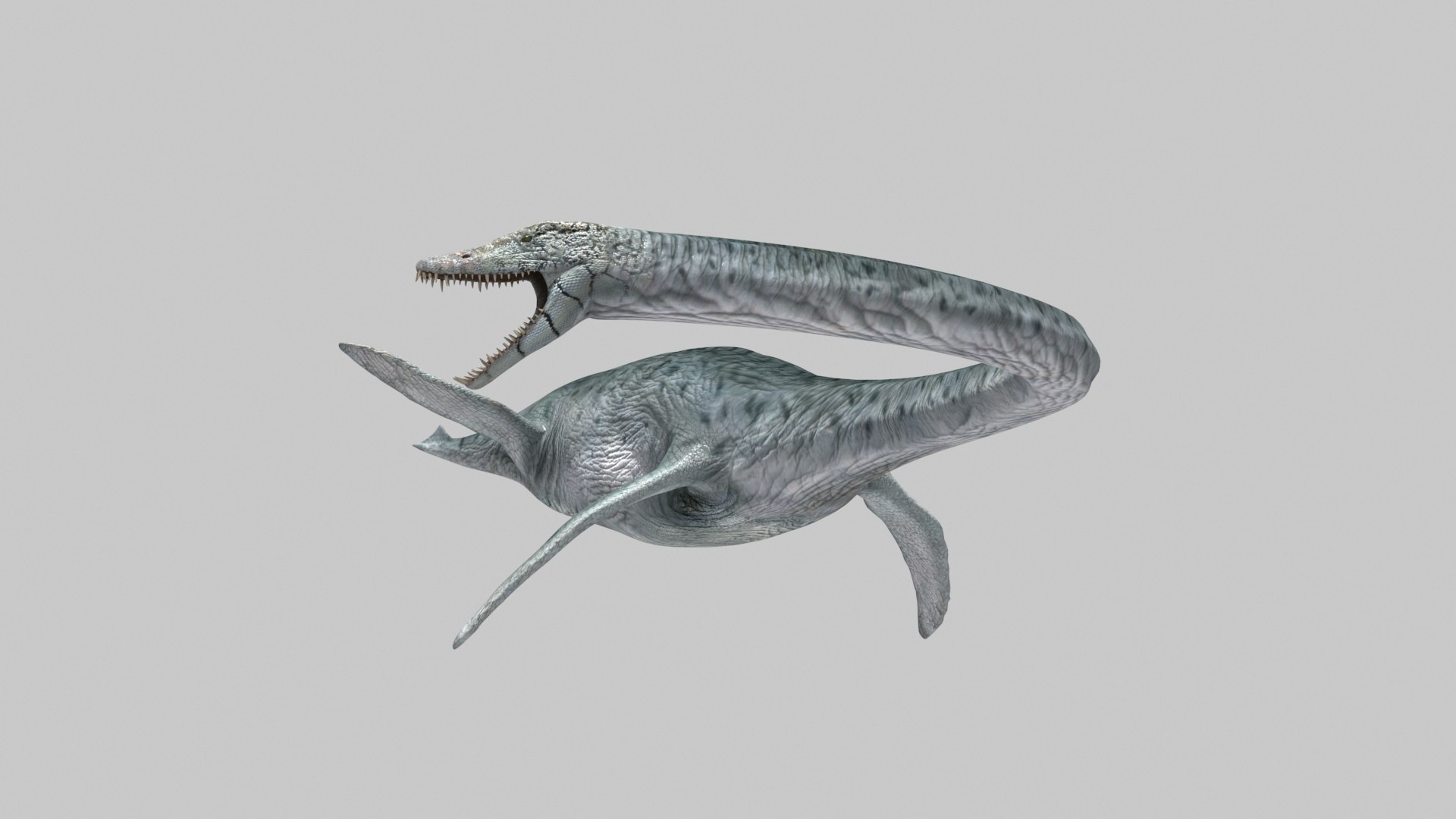 Real Plesiosaur Elasmosaur - 8K 3D model https://p.turbosquid.com/ts-thumb/MU/3virp7/Qj/12/jpg/1715714084/1920x1080/fit_q87/b45d608e25cfd38d98e45fbbf5682582cc44f38d/12.jpg