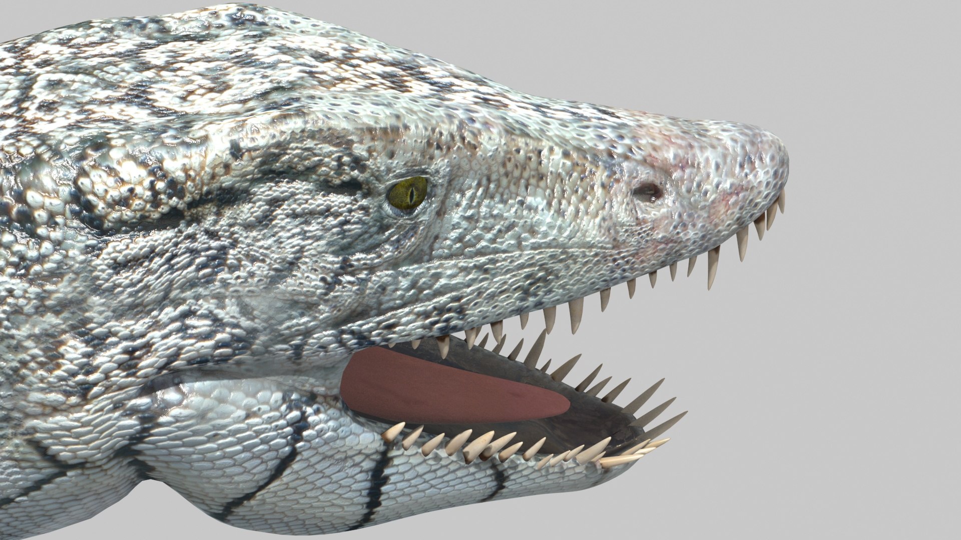 Real Plesiosaur Elasmosaur - 8K 3D model https://p.turbosquid.com/ts-thumb/MU/3virp7/d5/7/jpg/1715714081/1920x1080/fit_q87/5109188462fc2c5a5e2e5e0b2fabffc08f604d5a/7.jpg