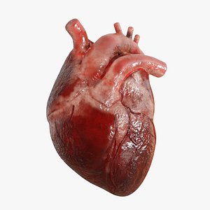 Human Heart Realistic Anatomy 3D
