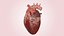 Human Heart Realistic Anatomy