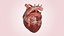 Human Heart Realistic Anatomy